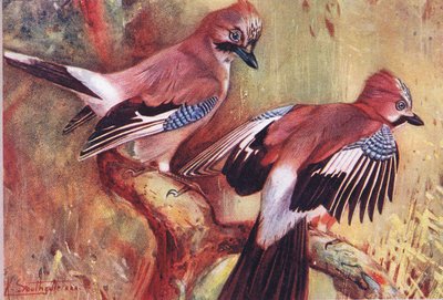 Jays, Illustration from Wild Nature & Country Life, c.1910 by Frank Southgate